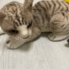【取引中
】ポケモンぬいぐるみ🧸セットの画像