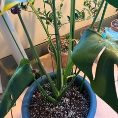 モンステラ(風水⭕️)観葉植物の画像