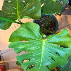 モンステラ(風水⭕️)観葉植物の画像