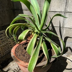 アガベ　観葉植物　ガーデニングの画像