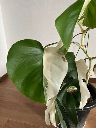 斑入りモンステラ