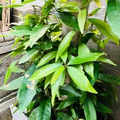 いろいろ元気に育ってますが誰かいりませんか？の画像