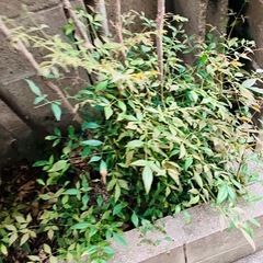 いろいろ元気に育ってますが誰かいりませんか？の画像