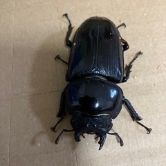 オオクワガタ売りますの画像