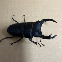 オオクワガタ売りますの画像