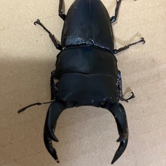 オオクワガタ売りますの画像