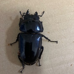 オオクワガタ売りますの画像