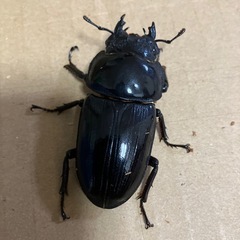 オオクワガタ売りますの画像