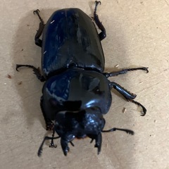 オオクワガタ売りますの画像
