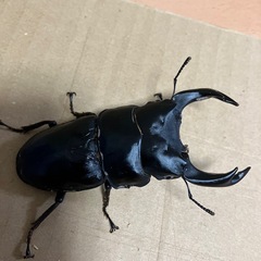 オオクワガタ売りますの画像