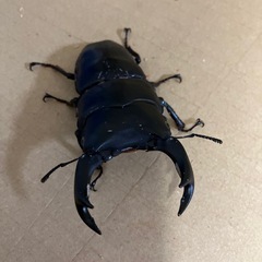 オオクワガタ売りますの画像