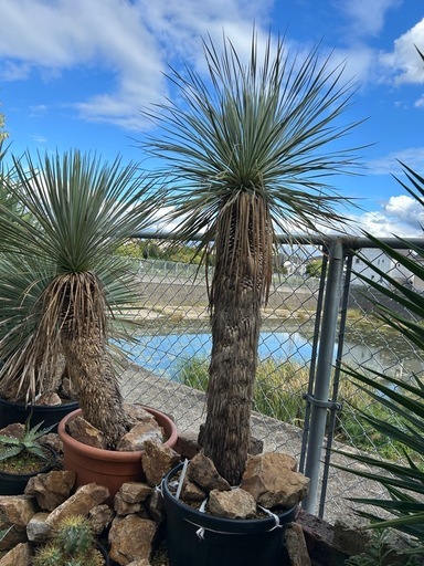 ユッカロストラータ　メキシコ株2本