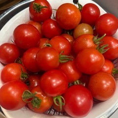 とりたて！　新鮮ミニトマト　10個　100円の画像