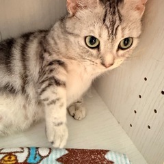 家猫の里親募集してます