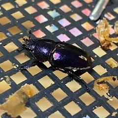 パプアキンイロクワガタの画像
