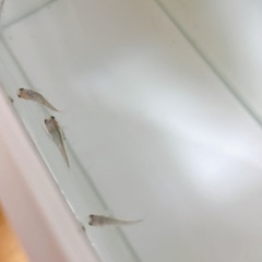 メダカ【スフェーン】針子の画像