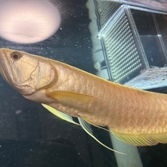 熱帯魚 値下げしましたの画像