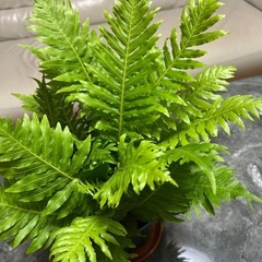観葉植物　シダ　　約50センチの画像