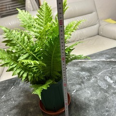 観葉植物　シダ　　約50センチの画像