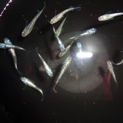 めだか（１５匹）③の画像