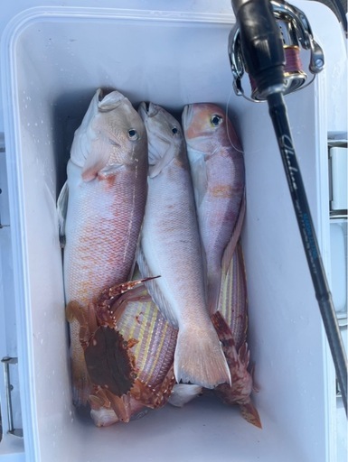 早い者勝ち！瀬戸内産白アマダイ3匹