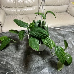 観葉植物　モンステラ　吊り鉢の画像