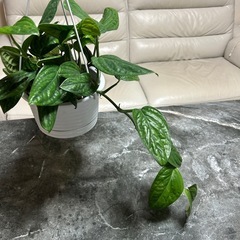 観葉植物　モンステラ　吊り鉢の画像