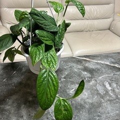 観葉植物　モンステラ　吊り鉢の画像