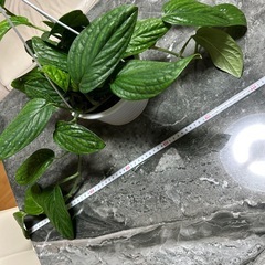観葉植物　モンステラ　吊り鉢の画像