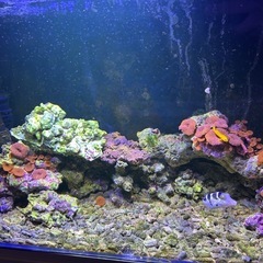 海水魚用　 ライブロック　ディスクコーラル付きの画像