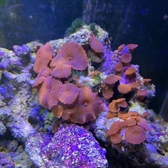 海水魚用　 ライブロック　ディスクコーラル付きの画像