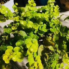 観葉植物　 ２鉢　鉢ごとお渡し　リシマキア　オーレア　グランドカバーなどにの画像