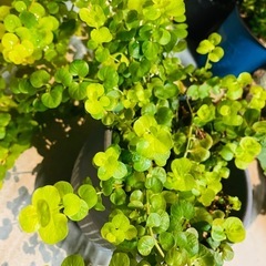 観葉植物　 ２鉢　鉢ごとお渡し　リシマキア　オーレア　グランドカバーなどにの画像