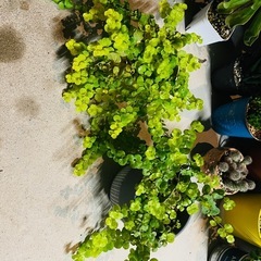 観葉植物　 ２鉢　鉢ごとお渡し　リシマキア　オーレア　グランドカバーなどにの画像