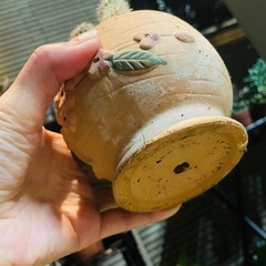 サボテン鉢ごとお渡し　植え替え済み　の画像