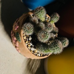 サボテン鉢ごとお渡し　植え替え済み　の画像