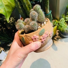 サボテン鉢ごとお渡し　植え替え済み　の画像