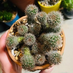 サボテン鉢ごとお渡し　植え替え済み　の画像