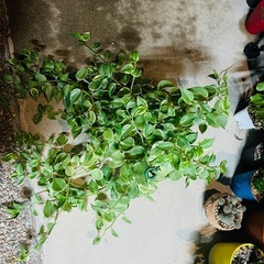 観葉植物　ぺぺロミア　セルペンス　鉢ごとお渡しです　軒下にて　の画像
