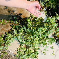 観葉植物　ぺぺロミア　セルペンス　鉢ごとお渡しです　軒下にて　の画像