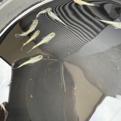 ゴールド　ラメ　めだか　成魚３匹の画像