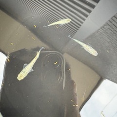 ゴールド　ラメ　めだか　成魚３匹の画像
