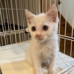 甘えん坊なかわいい男の子　白猫くん　1ヶ月半