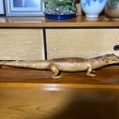 剥製一式の画像