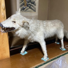 剥製一式の画像