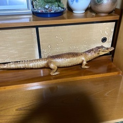 剥製一式の画像