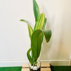 万年青　オモト　斑入り　観葉植物　ハイドロカルチャーの画像