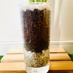 万年青　オモト　斑入り　観葉植物　ハイドロカルチャーの画像