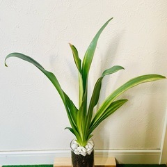 万年青　オモト　斑入り　観葉植物　ハイドロカルチャーの画像