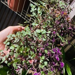 観葉植物　鉢ごとお渡しです　カリシアの画像
